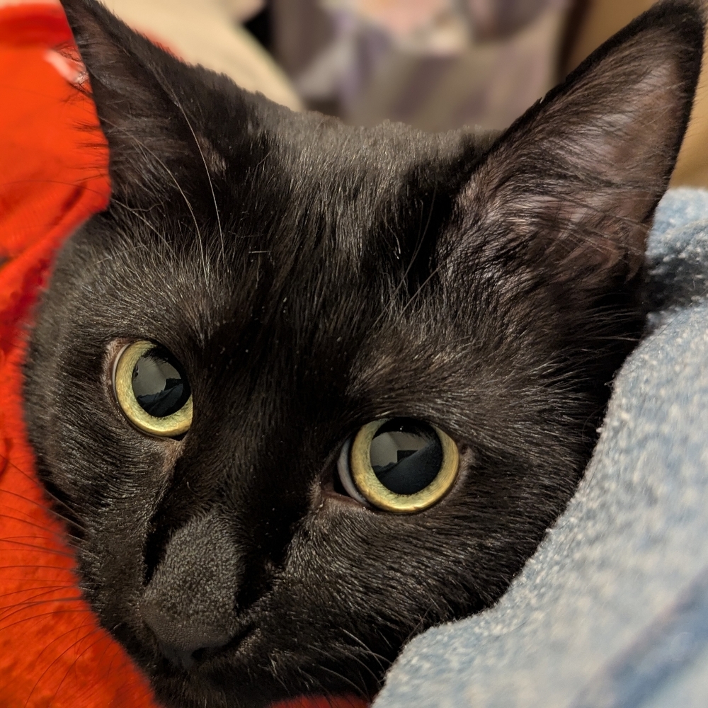 Meet your Posher, Mil